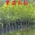 杨梅树苗东魁杨梅仙居嫁接苗大红梅种子苗征地苗