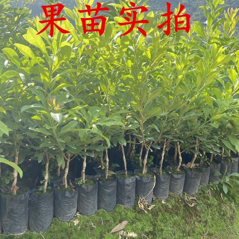 杨梅树苗东魁杨梅仙居嫁接苗大红梅种子苗征地苗