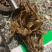 地龙广地龙全开水洗干净没有残留产地直供量大从优