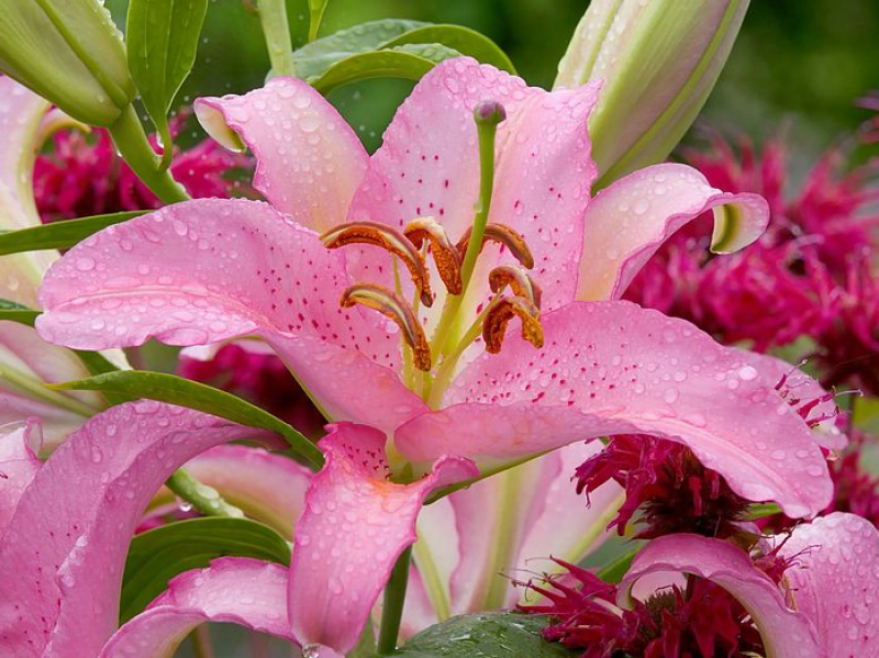 进口香水百合花种球盆栽花卉室内室外四季好养活植物种球