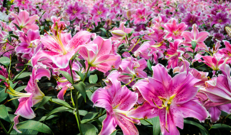 进口香水百合花种球盆栽花卉室内室外四季好养活植物种球