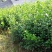 无刺枸骨种籽又名猫儿刺老虎刺常绿灌木或小乔木
