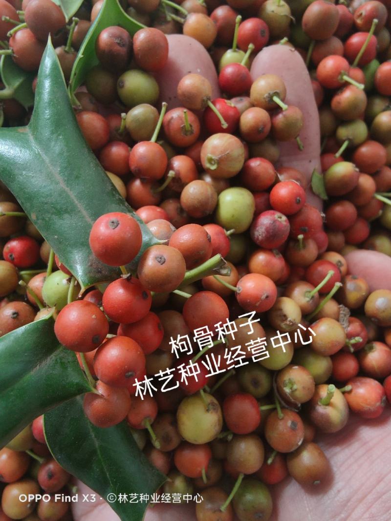 枸骨种子枸骨老虎刺无刺枸骨种子绿化苗木种子新采易种