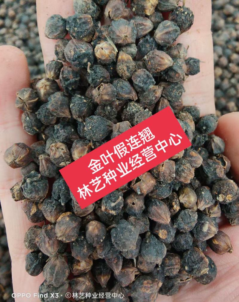 新采金叶假连翘种子别称黄金叶绿化盆栽种子