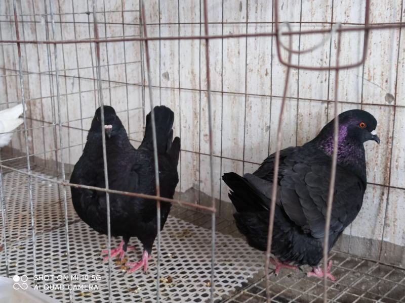 元宝种鸽，全部低价出售，限自提，