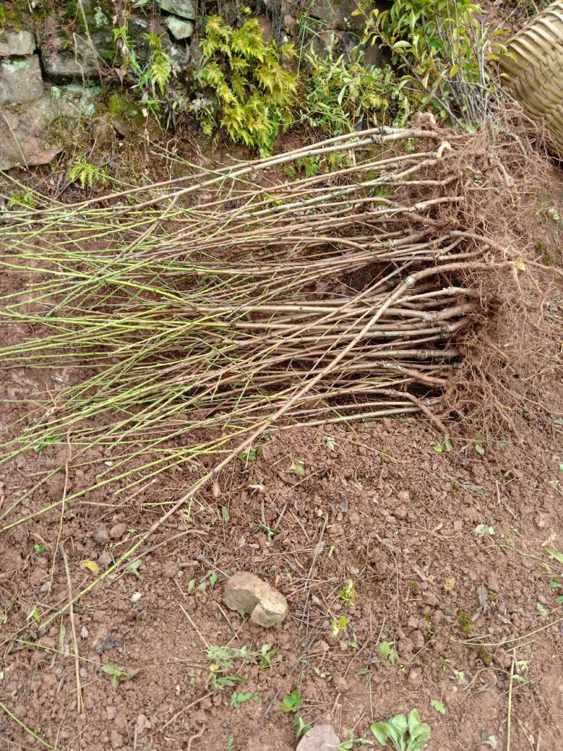 桃子树苗，太白脆甜桃，脱骨桃，果大味甜，六月分成熟，