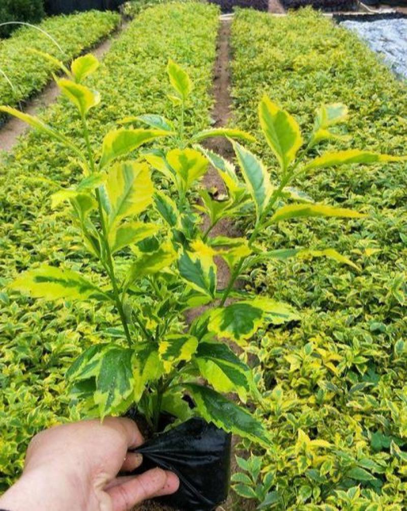 金叶假连翘黄金叶绿化苗木雪梅苗球形金叶女贞绿化树苗庭院