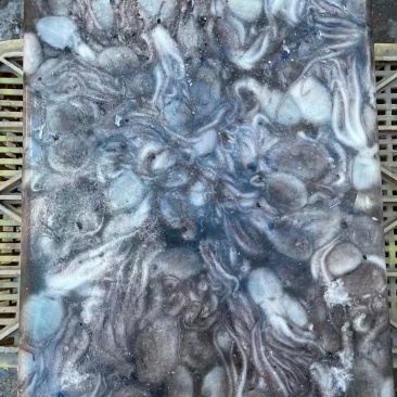 八爪鱼