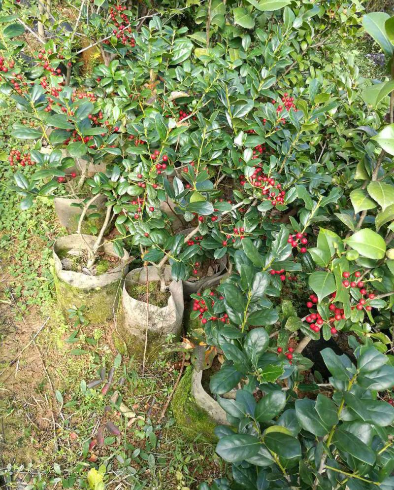 无刺枸骨苗庭院树苗球耐寒耐旱满堂红枸骨树桩红果四季常青