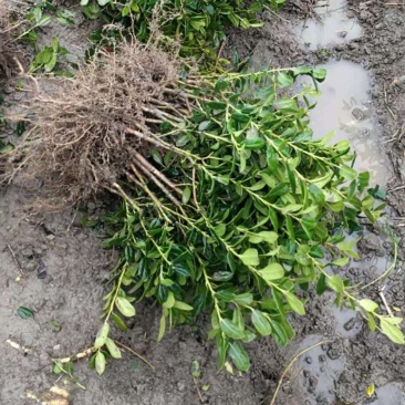 无刺枸骨苗庭院树苗球耐寒耐旱满堂红枸骨树桩红果四季常青