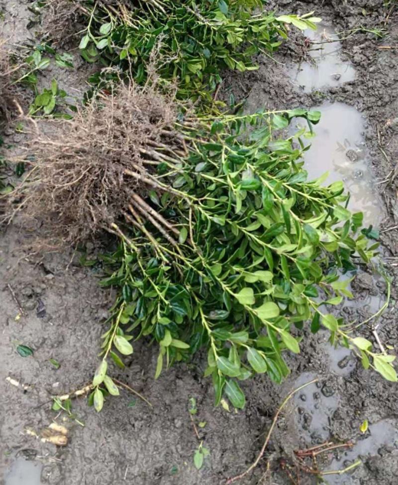 无刺枸骨苗庭院树苗球耐寒耐旱满堂红枸骨树桩红果四季常青