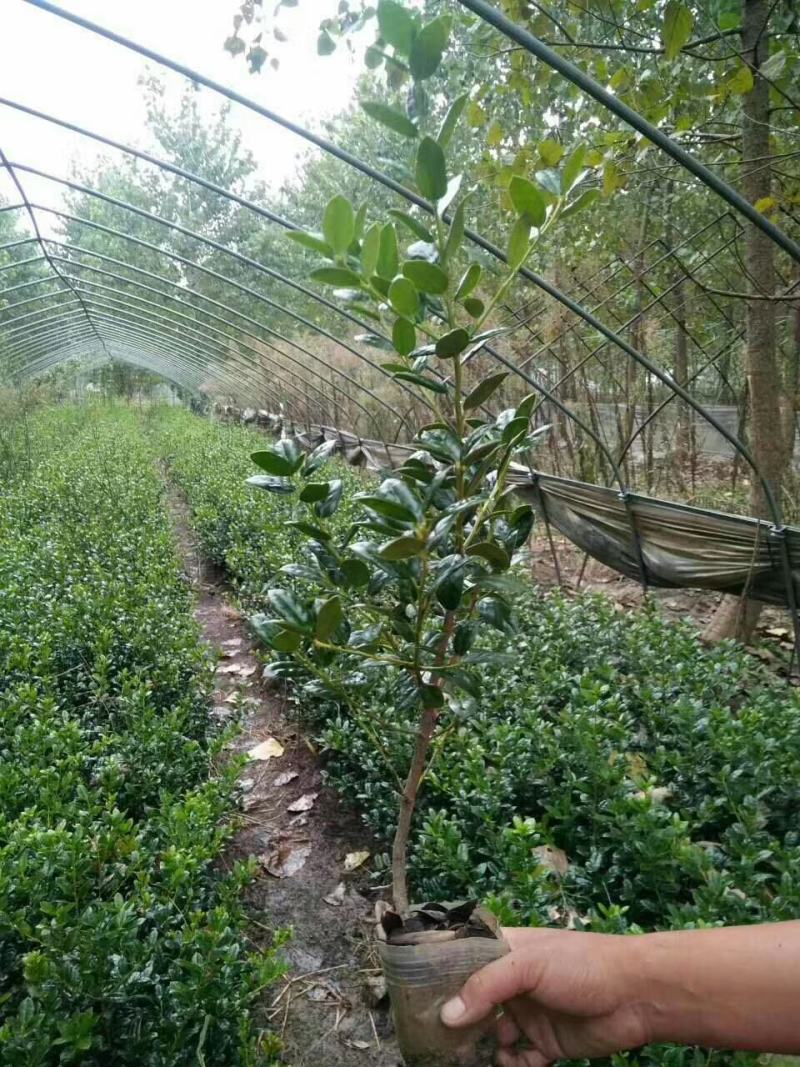 无刺枸骨苗庭院树苗球耐寒耐旱满堂红枸骨树桩红果四季常青