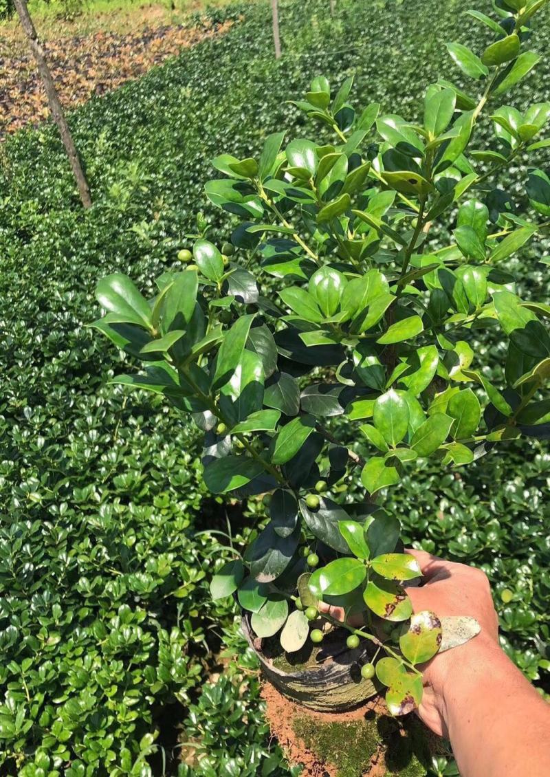 无刺枸骨苗庭院树苗球耐寒耐旱满堂红枸骨树桩红果四季常青