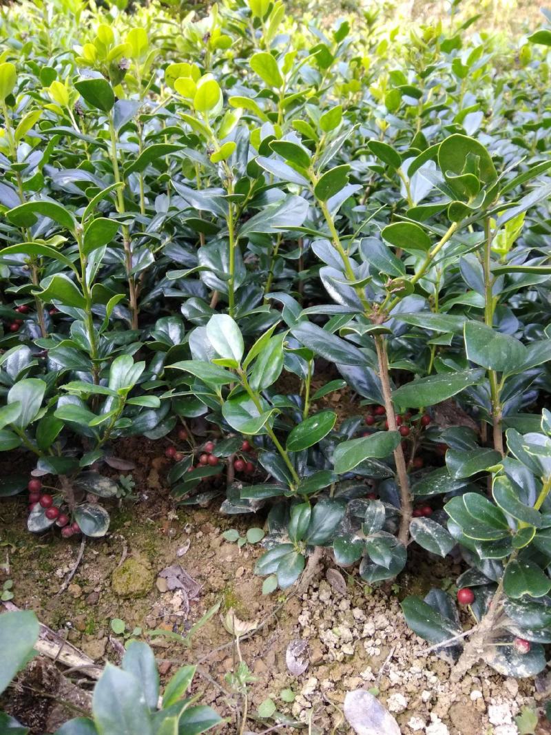 无刺枸骨苗庭院树苗球耐寒耐旱满堂红枸骨树桩红果四季常青