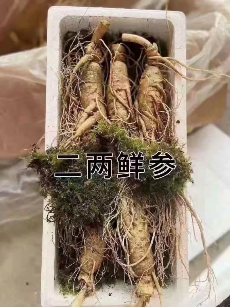 【顺丰包邮】精品条型鲜人参，人参，现挖现卖更新鲜