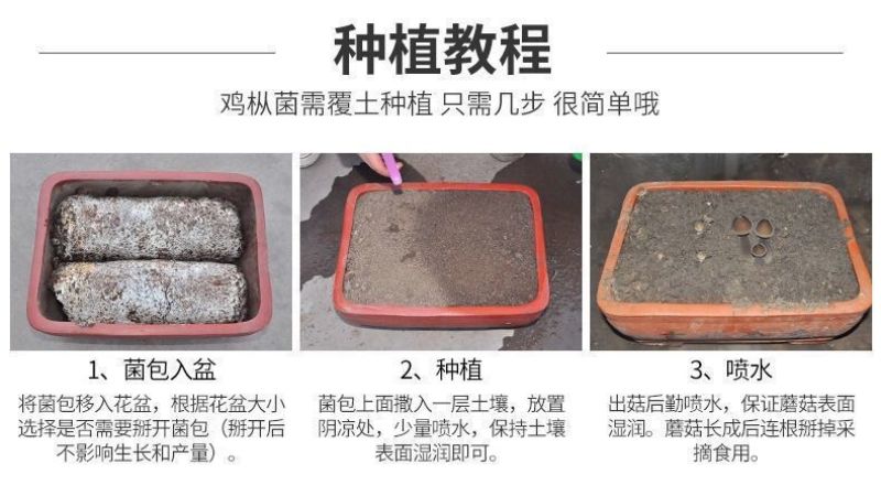 鸡枞菌种子云南特产高产伞把菇荔枝菌三塔菌鸡枞菌包人工种植