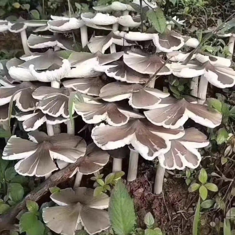 鸡枞菌种子云南特产高产伞把菇荔枝菌三塔菌鸡枞菌包人工种植