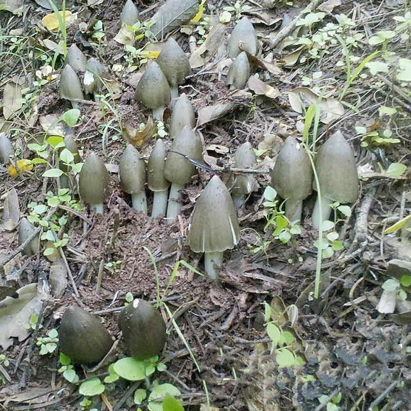 鸡枞菌种子云南特产高产伞把菇荔枝菌三塔菌鸡枞菌包人工种植