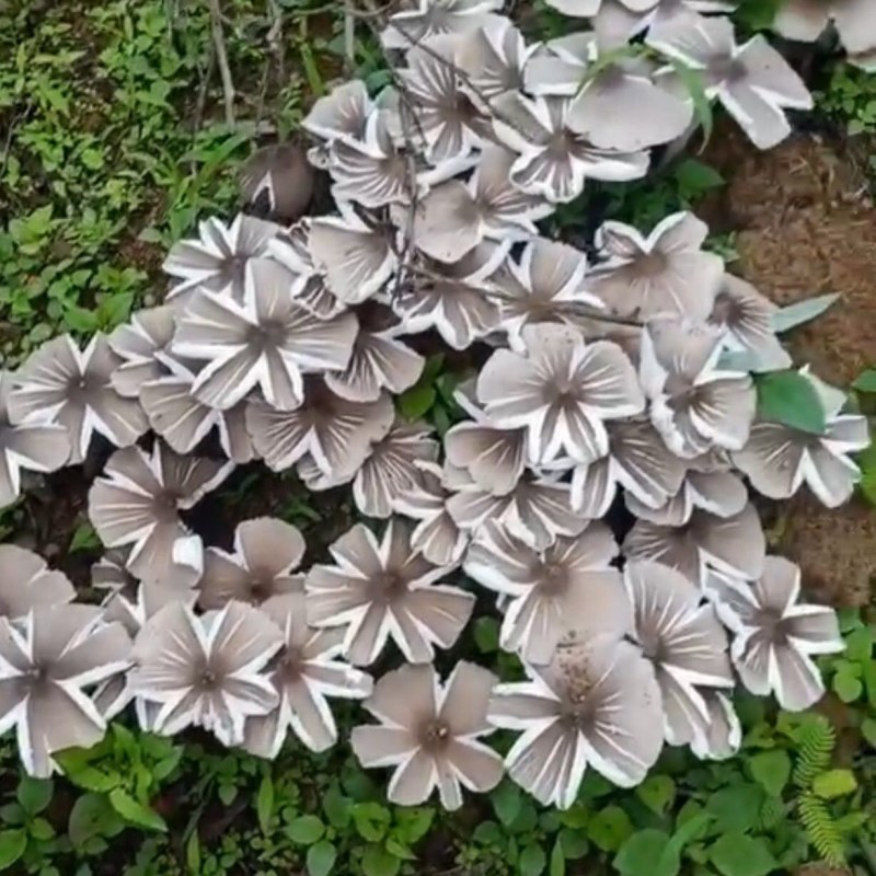 鸡枞菌种子云南特产高产伞把菇荔枝菌三塔菌鸡枞菌包人工种植