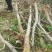 大量供应3--5--10公分占地桃树工程绿化用树价格低，