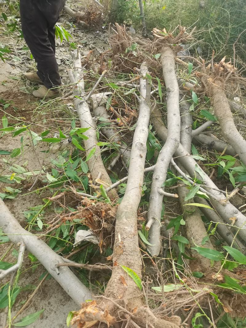 大量供应3--5--10公分占地桃树工程绿化用树价格低，