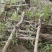 大量供应3--5--10公分占地桃树工程绿化用树价格低，