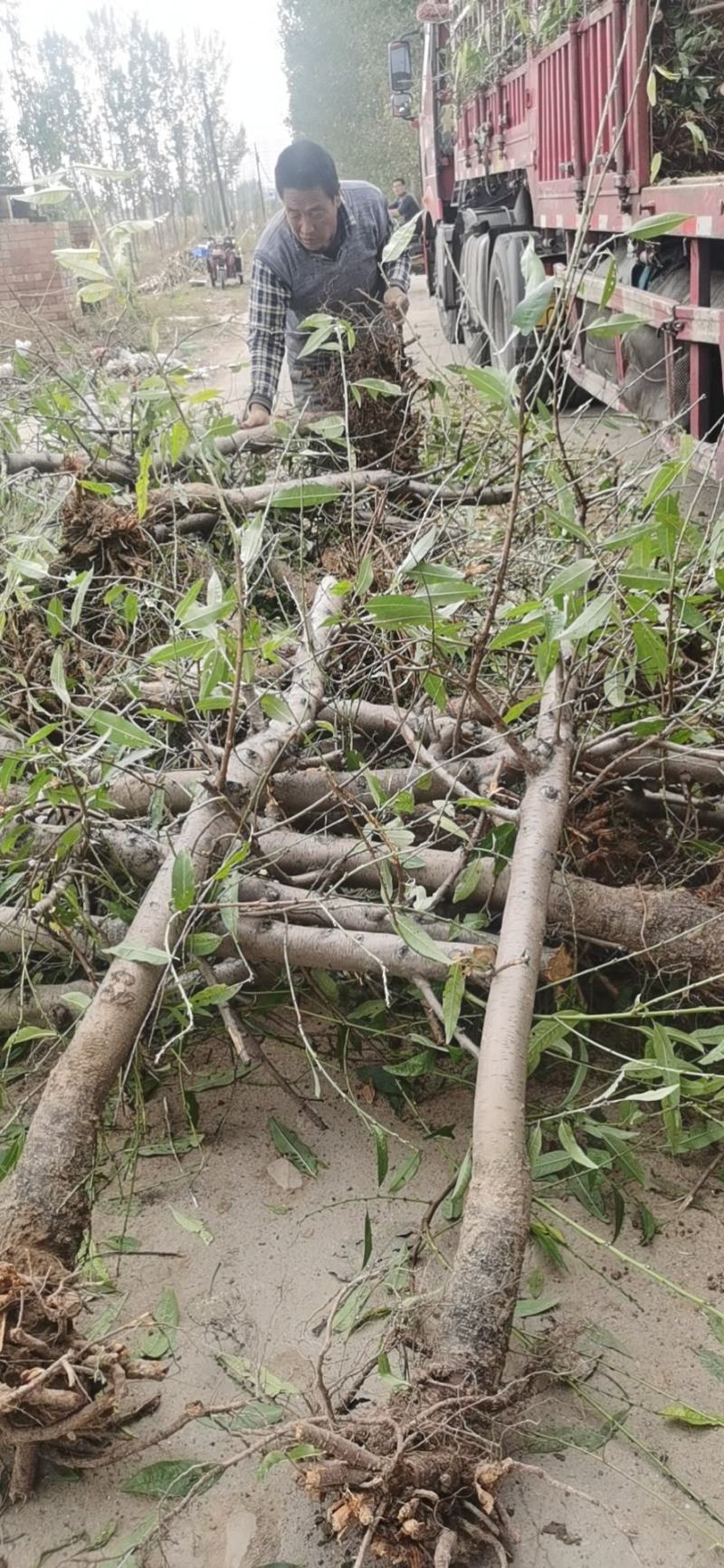 大量供应3--5--10公分占地桃树工程绿化用树价格低，
