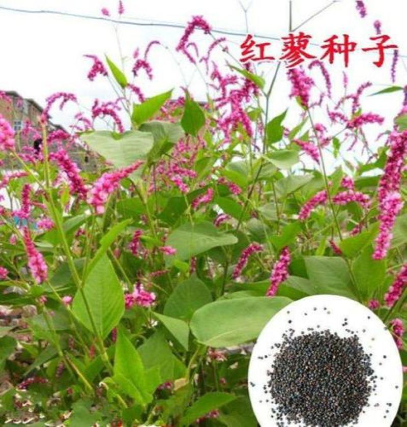 红蓼种子水红花种子狗尾巴花种子耐湿水生景观园林绿化种子