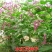 红蓼种子水红花种子狗尾巴花种子耐湿水生景观园林绿化种子