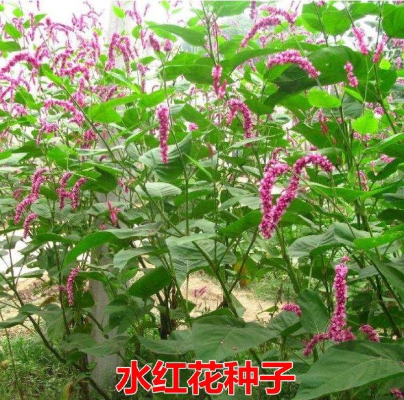 红蓼种子水红花种子狗尾巴花种子耐湿水生景观园林绿化种子