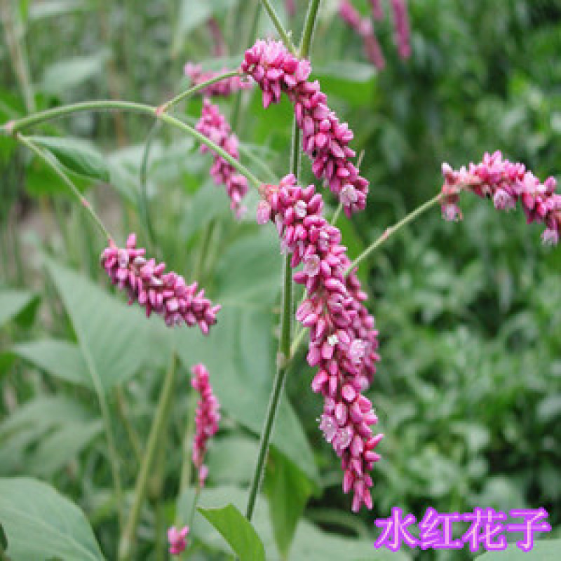 红蓼种子水红花种子狗尾巴花种子耐湿水生景观园林绿化种子