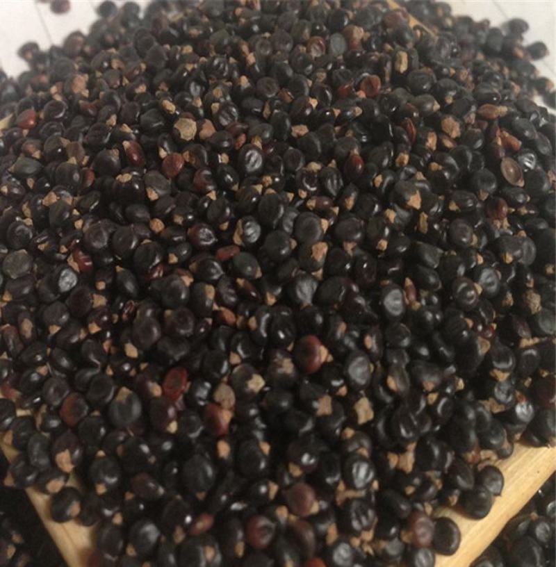 红蓼种子水红花种子狗尾巴花种子耐湿水生景观园林绿化种子