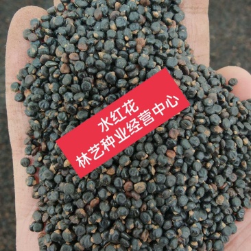 红蓼种子水红花种子狗尾巴花种子耐湿水生景观园林绿化种子