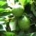 牛油果种子非嫁接鳄梨油梨哈斯桂垦可盆栽南方北方种植
