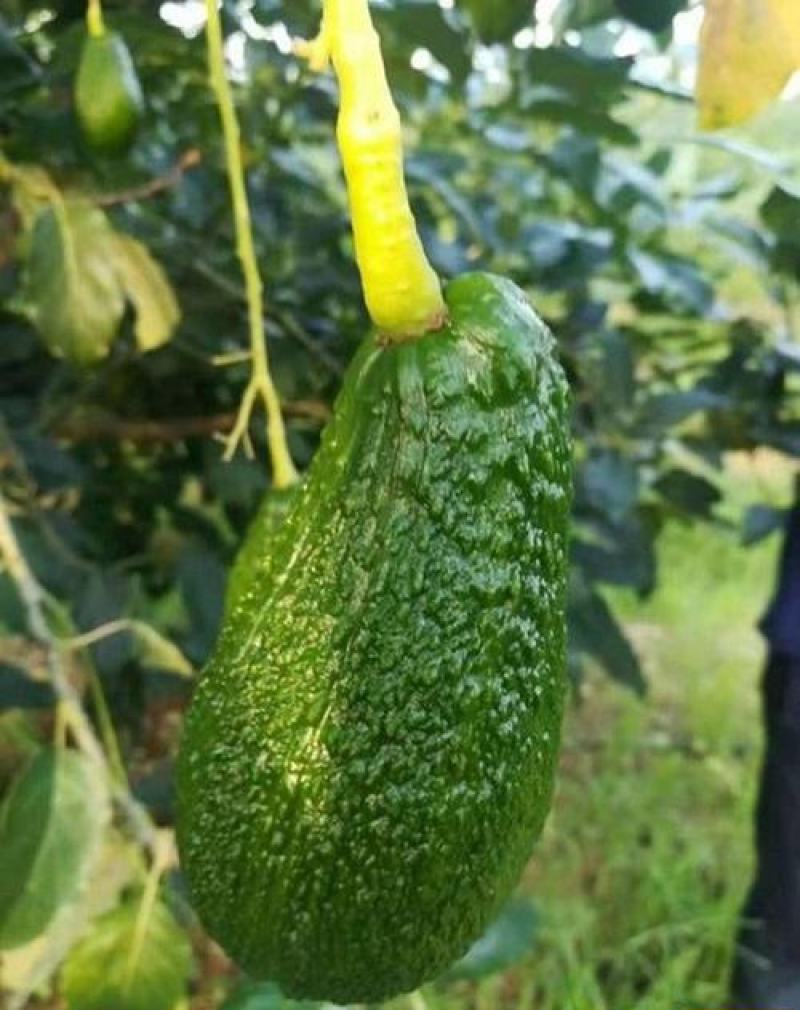 牛油果种子非嫁接鳄梨油梨哈斯桂垦可盆栽南方北方种植