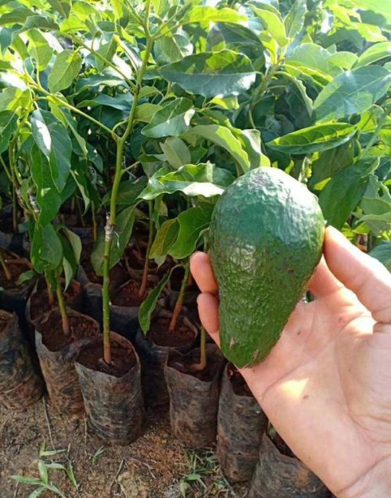 牛油果种子非嫁接鳄梨油梨哈斯桂垦可盆栽南方北方种植