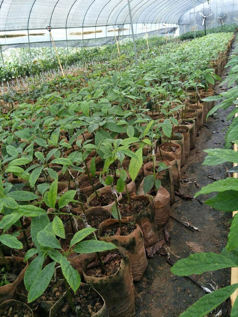 牛油果种子非嫁接鳄梨油梨哈斯桂垦可盆栽南方北方种植