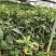 牛油果种子非嫁接鳄梨油梨哈斯桂垦可盆栽南方北方种植