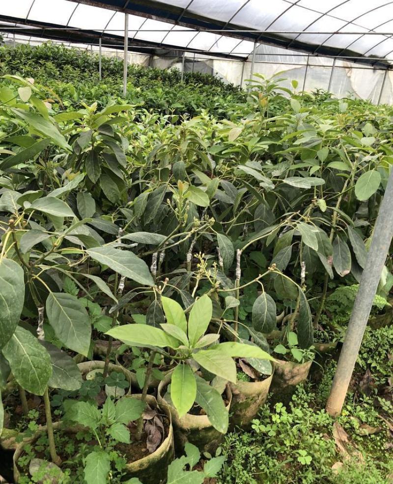 牛油果种子非嫁接鳄梨油梨哈斯桂垦可盆栽南方北方种植
