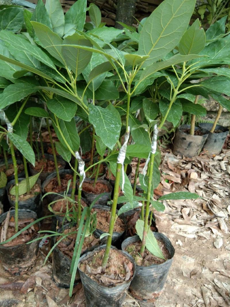 牛油果种子非嫁接鳄梨油梨哈斯桂垦可盆栽南方北方种植