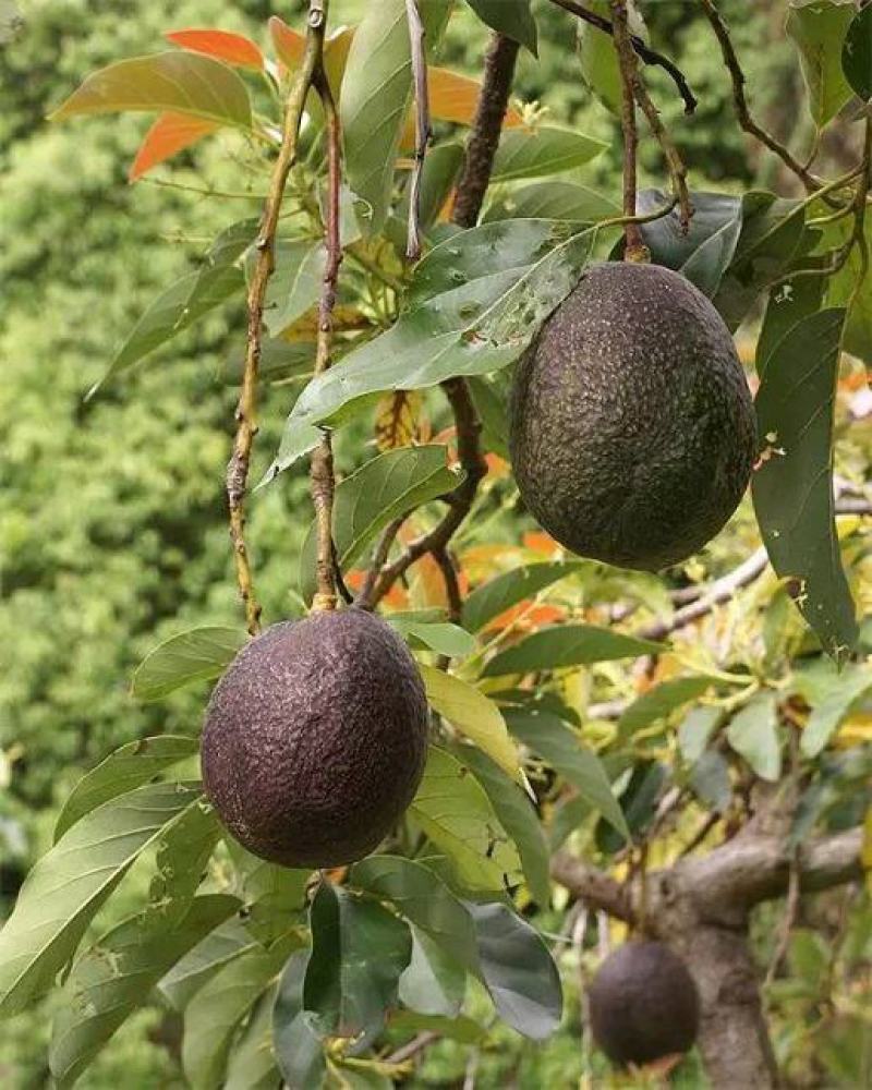 牛油果种子非嫁接鳄梨油梨哈斯桂垦可盆栽南方北方种植