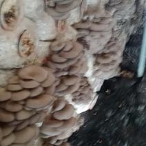 鲜平菇漂亮的小蘑菇头茬小精品