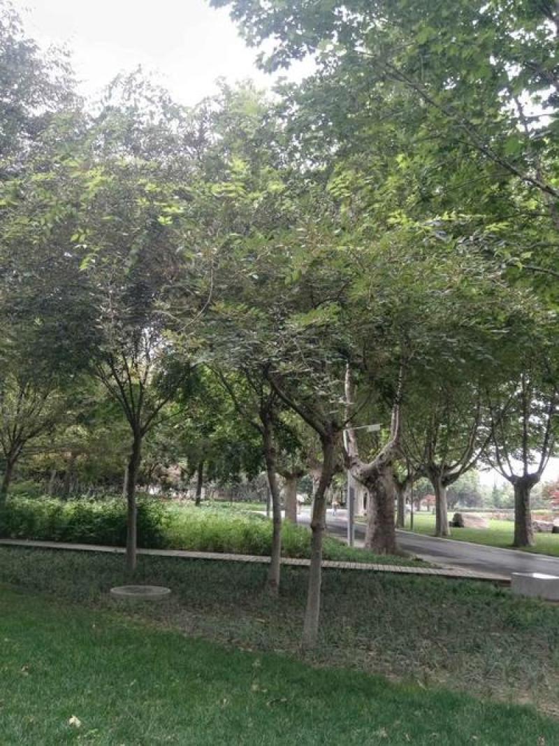 榉树种子大果榉树树种当年新采种子大果榉优质新种林木树木种