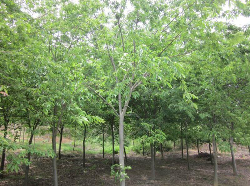 榉树种子大果榉树树种当年新采种子大果榉优质新种林木树木种