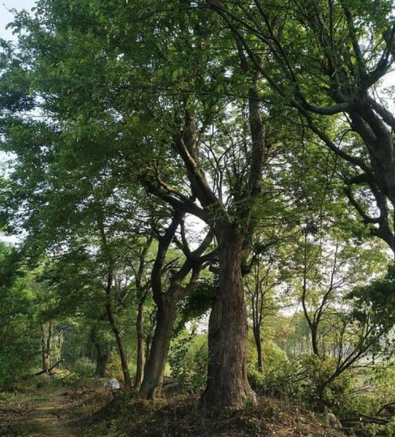 榉树种子大果榉树树种当年新采种子大果榉优质新种林木树木种