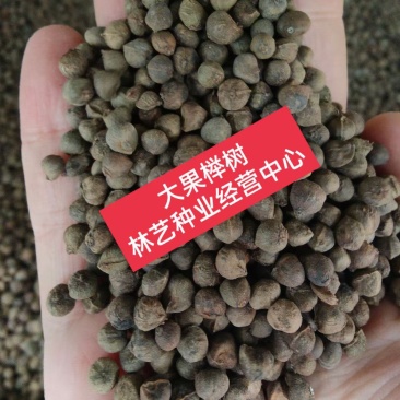 榉树种子大果榉树树种当年新采种子大果榉优质新种林木树木种
