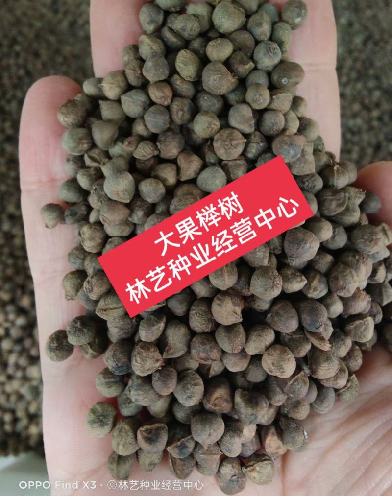 榉树种子大果榉树树种当年新采种子大果榉优质新种林木树木种