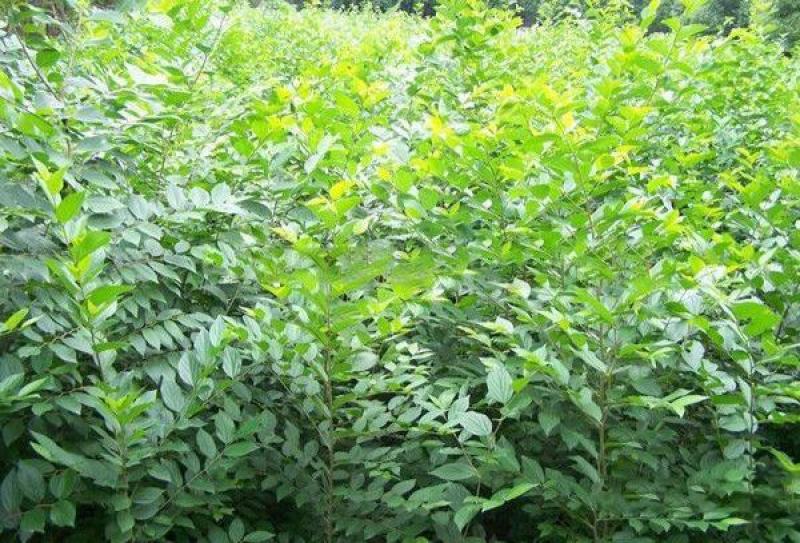 新采小叶朴树种子大叶朴树沙朴净种子珊瑚朴红皮朴树籽