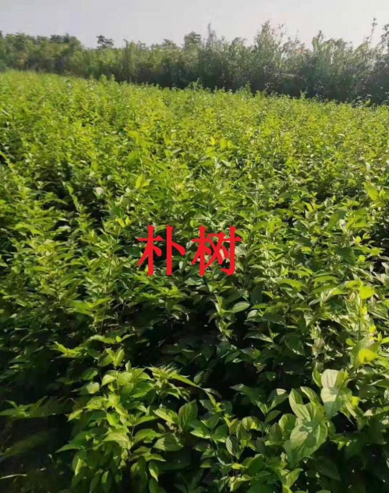 新采小叶朴树种子大叶朴树沙朴净种子珊瑚朴红皮朴树籽