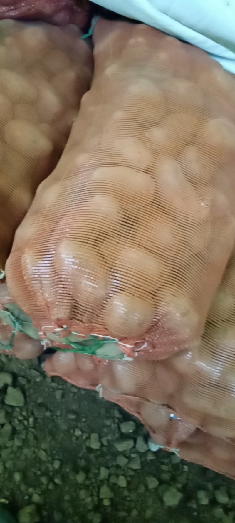 种子。白心，黄心种子货源充足，价格合理。